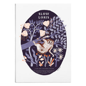 Slow Loris Natural History Art Print by Papio Press