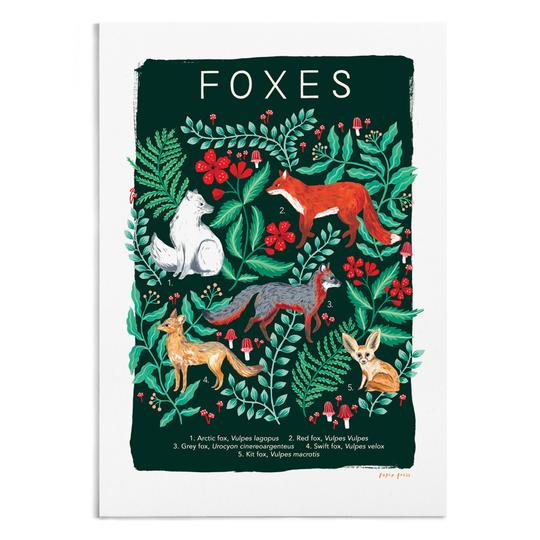 Foxes Natural History Art Print V2 by Papio Press