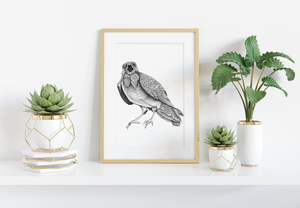 Squawking Crow Art Print